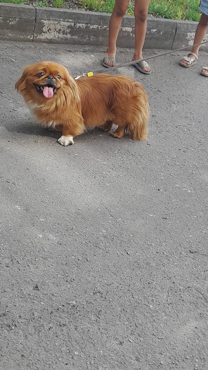 Найдена собака в Курске — фото объявления