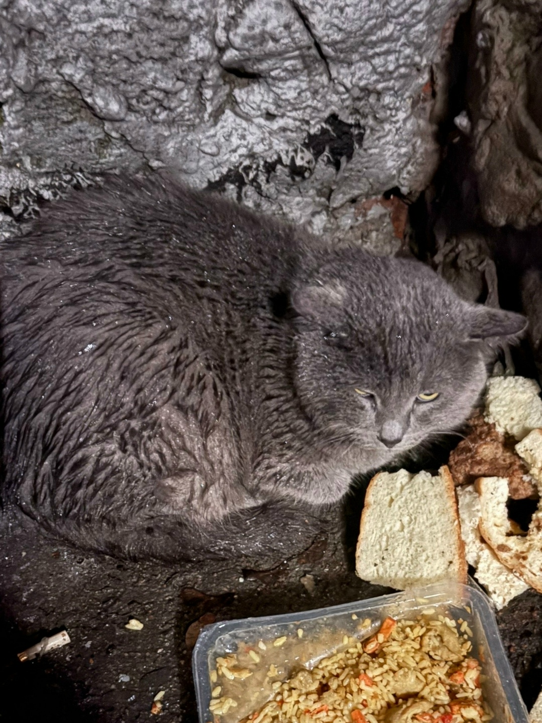 Найдена собака в Курске — фото объявления