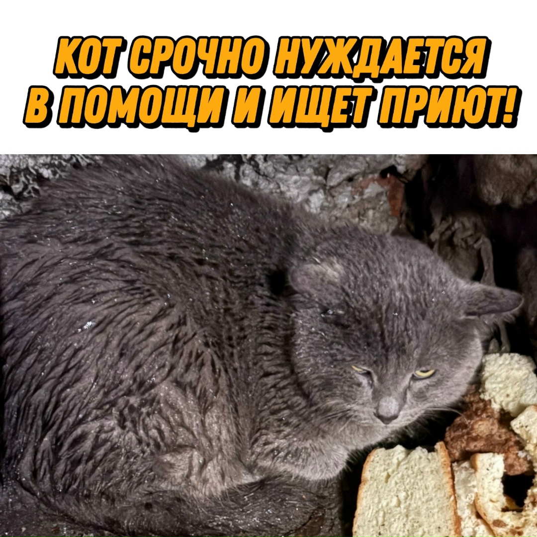 Найдена собака в Курске — фото объявления