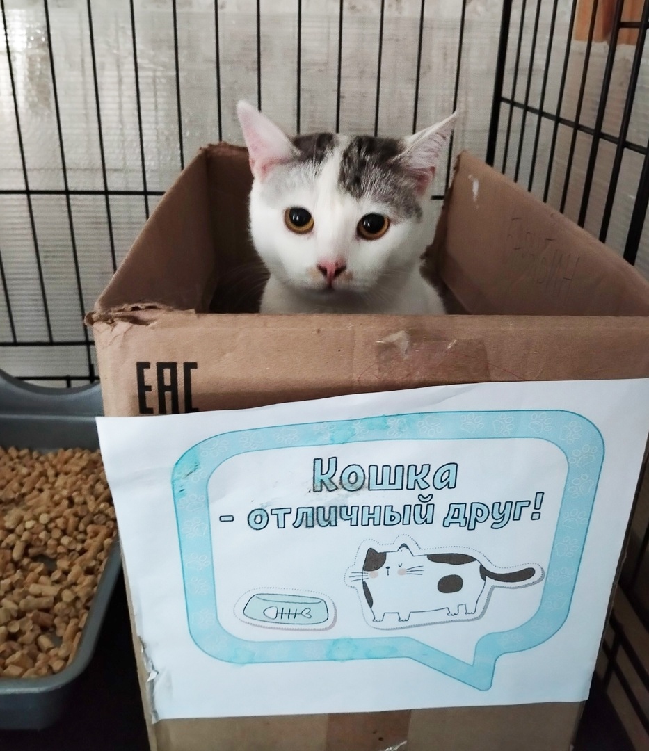 Найдена собака в Курске — фото объявления