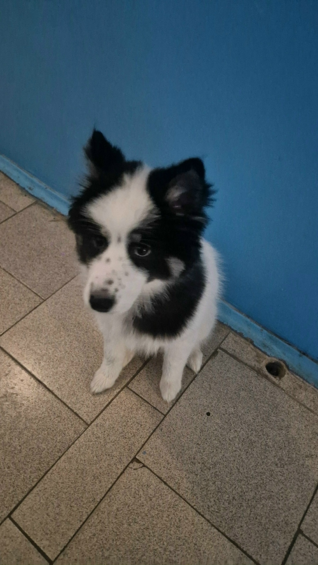 Найдена собака в Курске — фото объявления