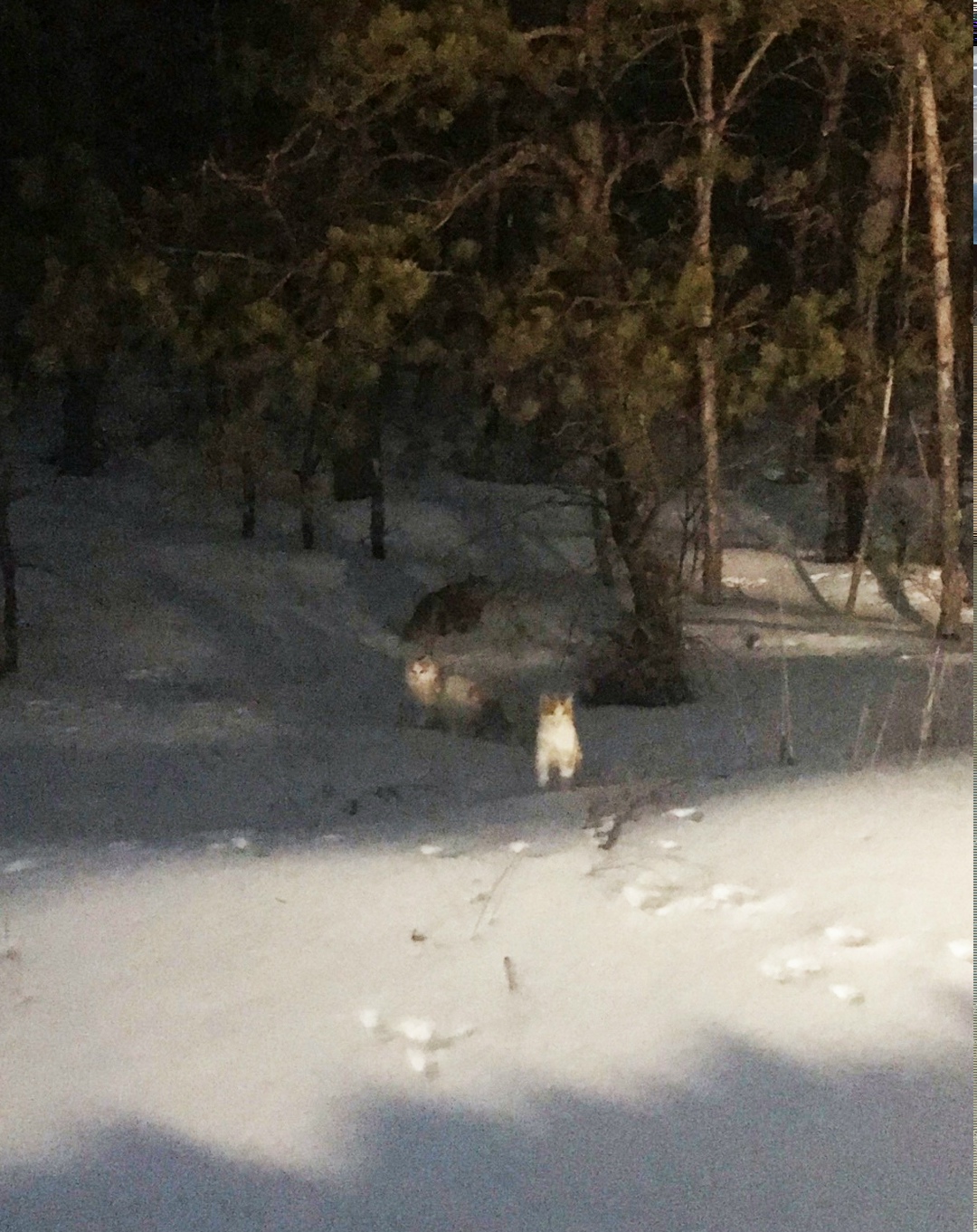 Пропала собака в Курске — фото объявления