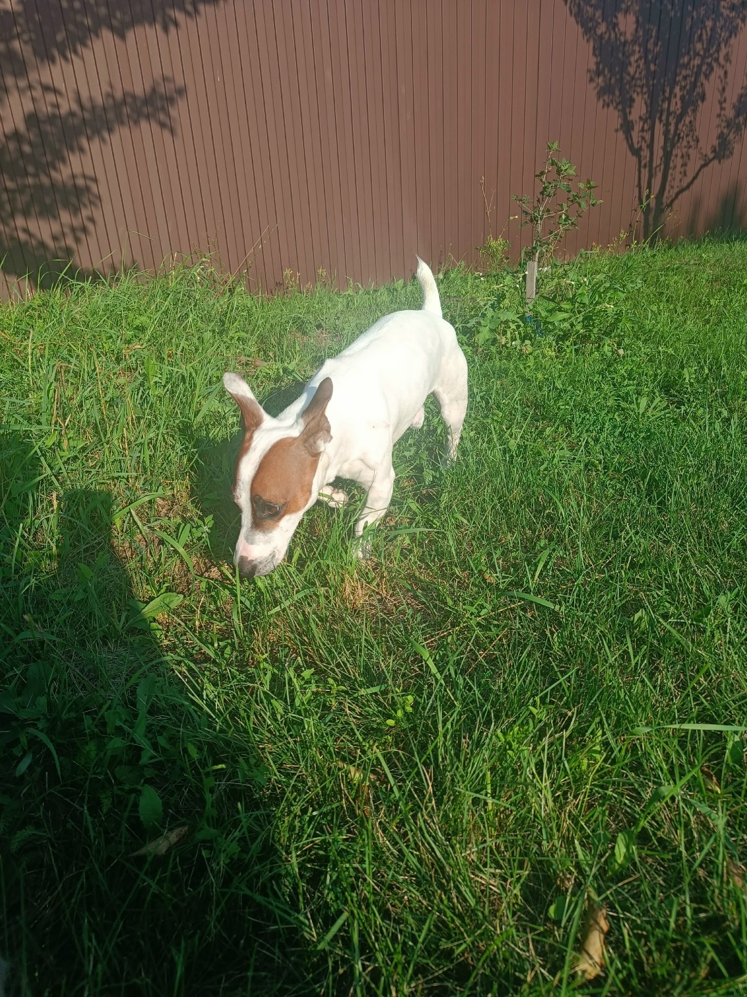 Найдена собака в Курске — фото объявления