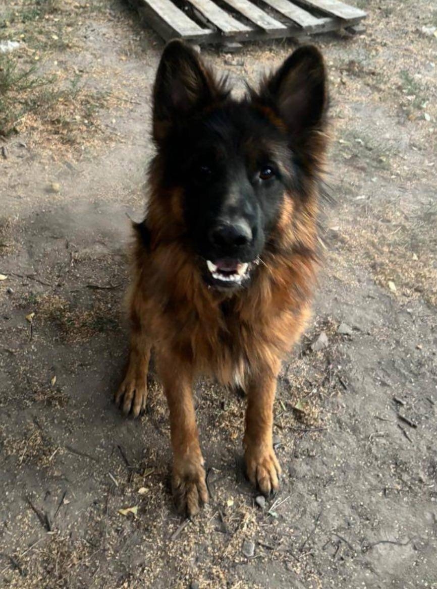 Пропала собака в Курске — фото объявления