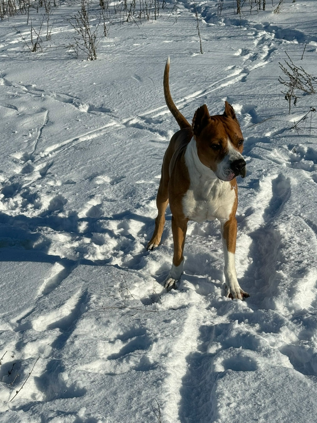 Пропала собака в Курске — фото объявления