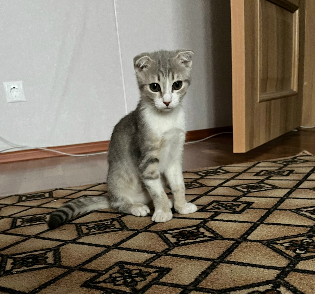 Найдена кошка в Курске — фото объявления