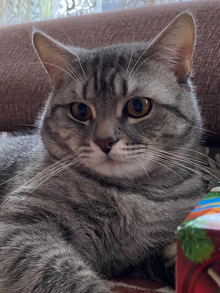 Пропала кошка в Курске — фото объявления