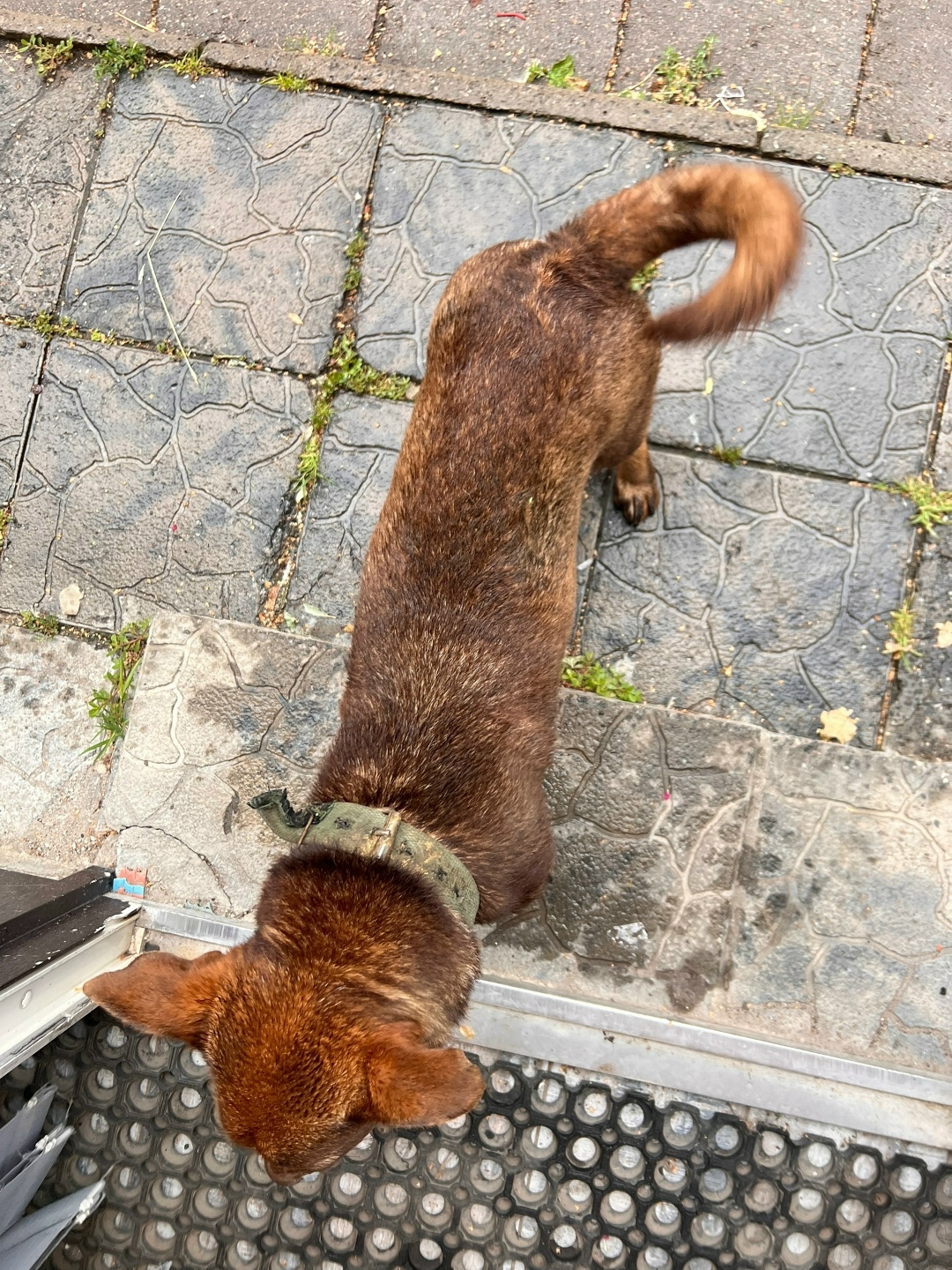 Найдена собака в Курске — фото объявления