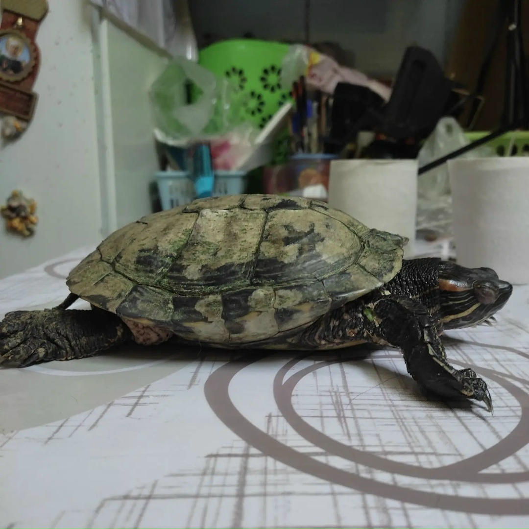 Найдена собака в Курске — фото объявления