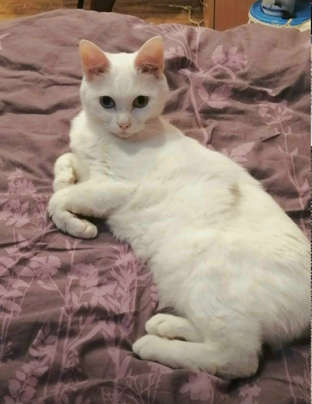 Пропала кошка в Курске — фото объявления