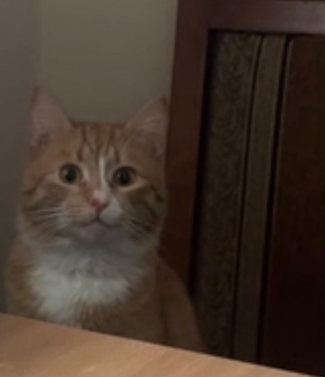 Пропала кошка в Курске — фото объявления