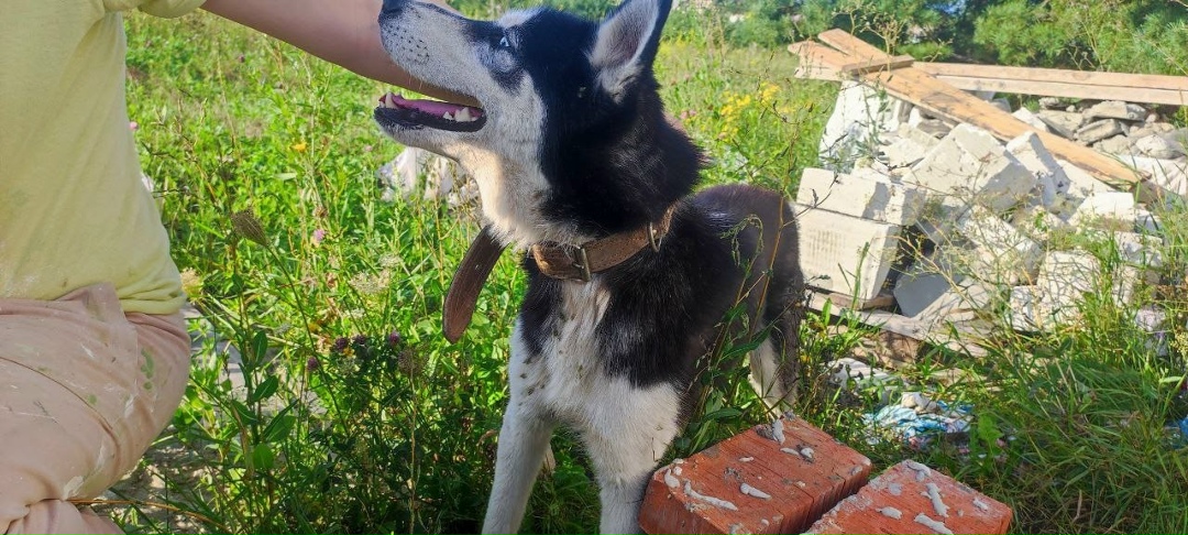 Найдена собака в Курске — фото объявления