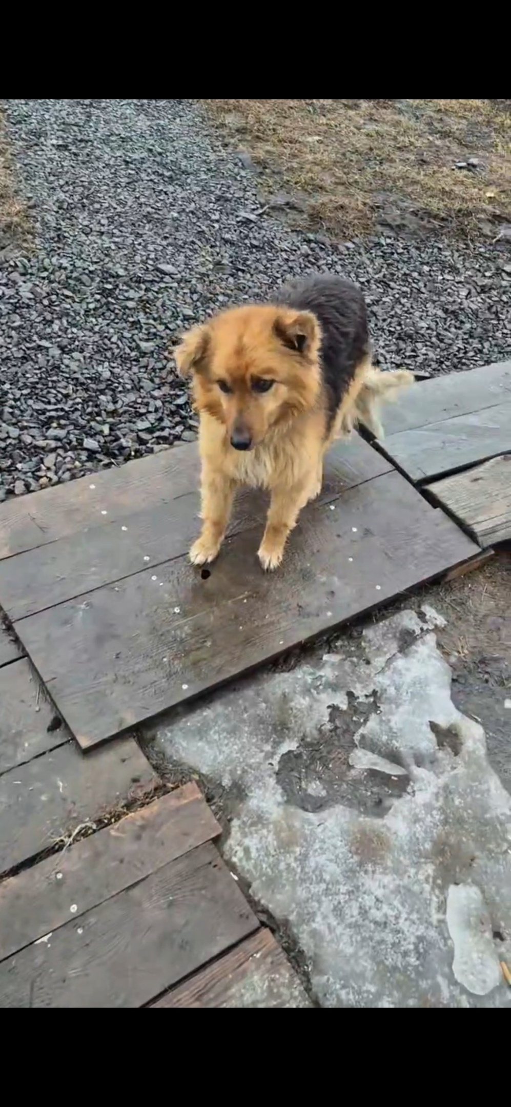 Найдена собака в Курске — фото объявления