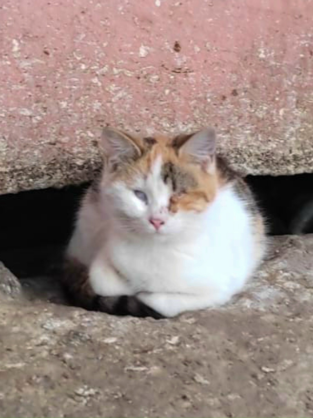 Найдена собака в Курске — фото объявления