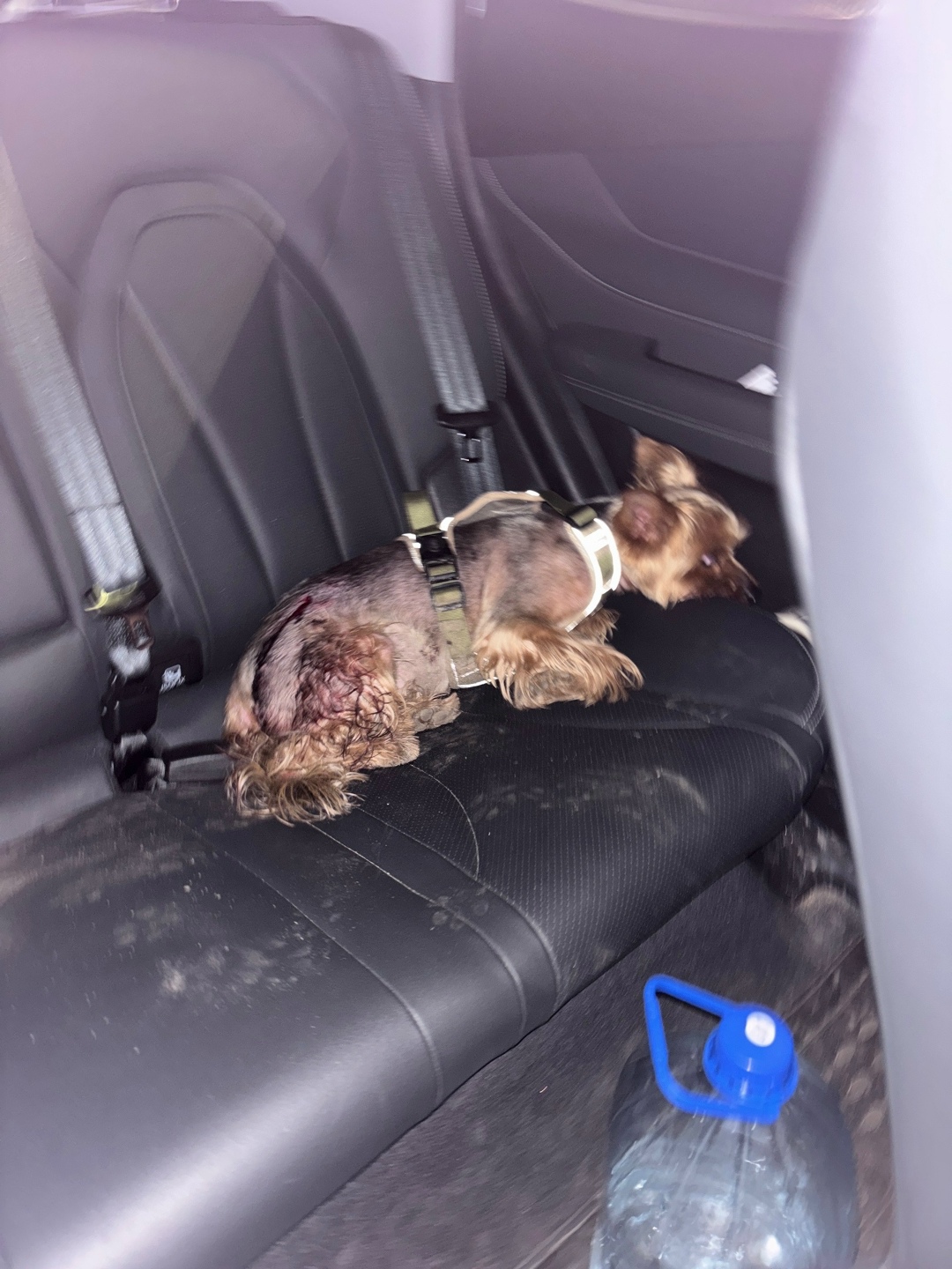 Найдена собака в Курске — фото объявления