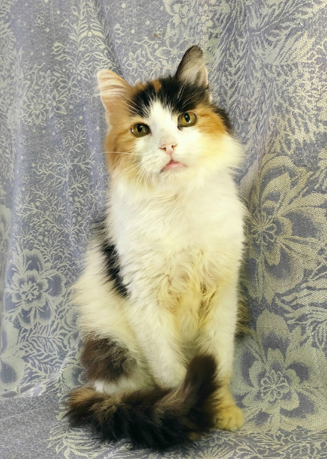 Найдена собака в Курске — фото объявления