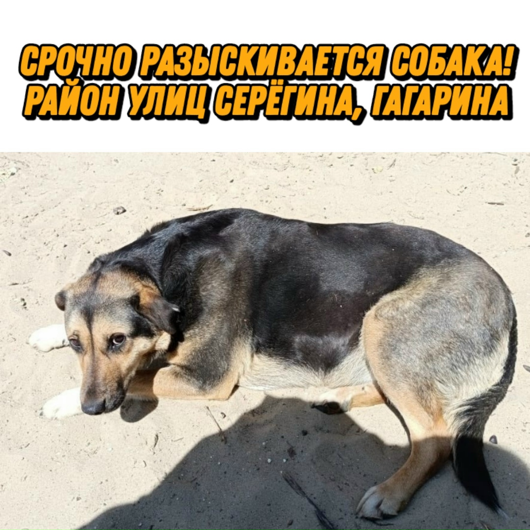 Пропала собака в Курске — фото объявления