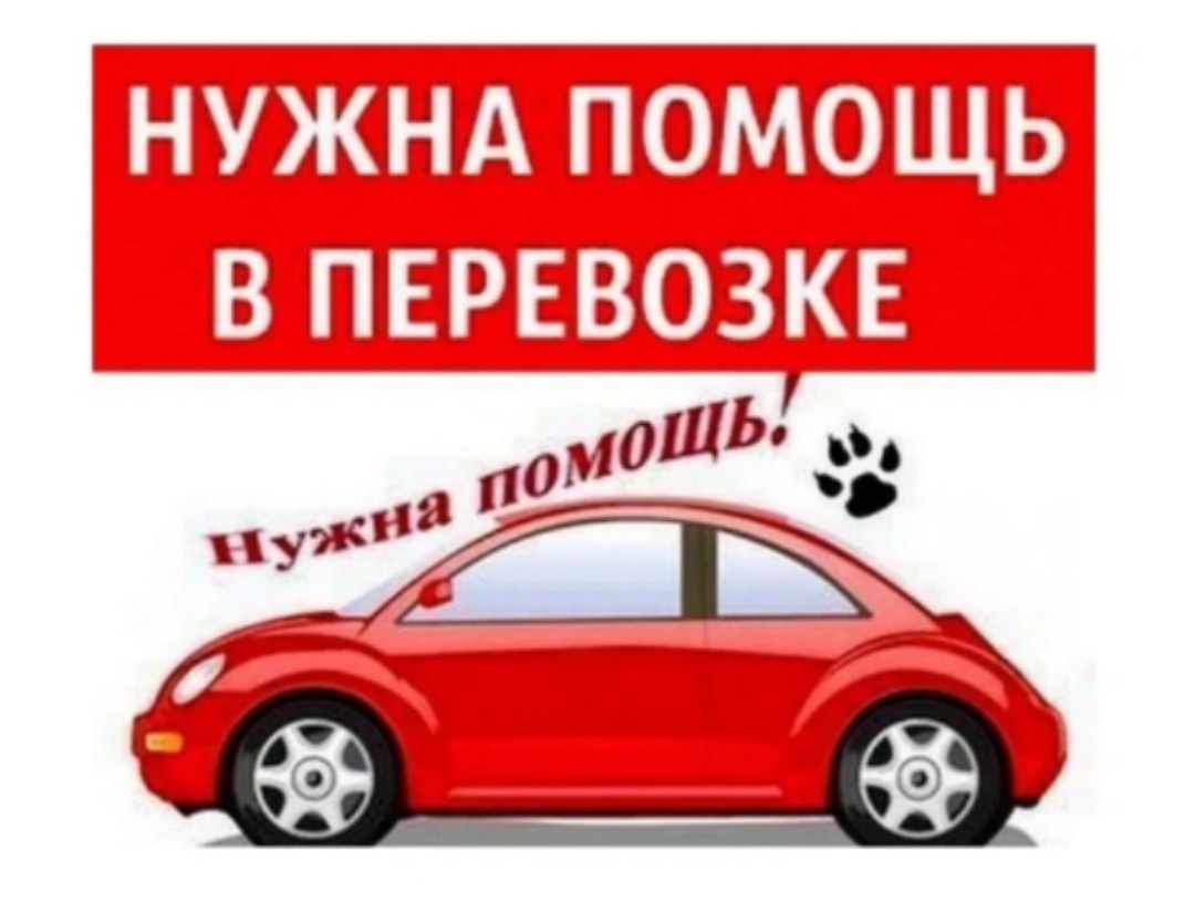 Найдена собака в Курске — фото объявления