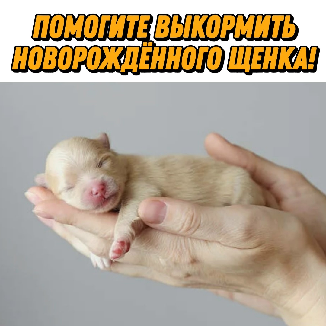 Пропала собака в Курске — фото объявления