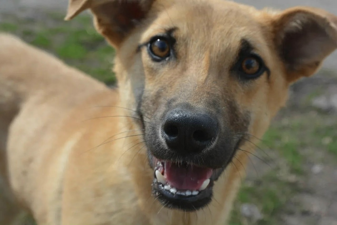 Найдена кошка в Курске — фото объявления