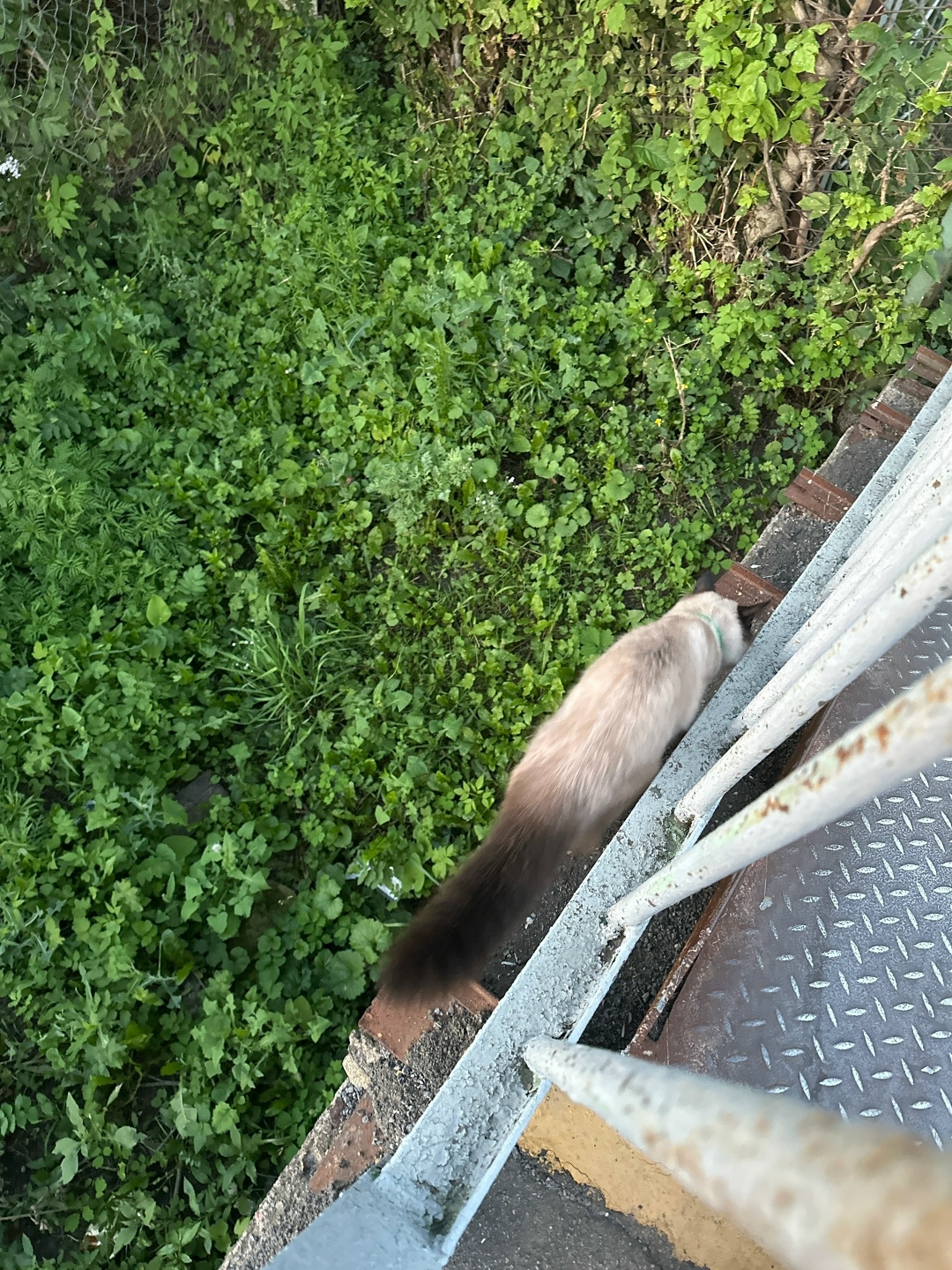 Найдена кошка в Курске — фото объявления