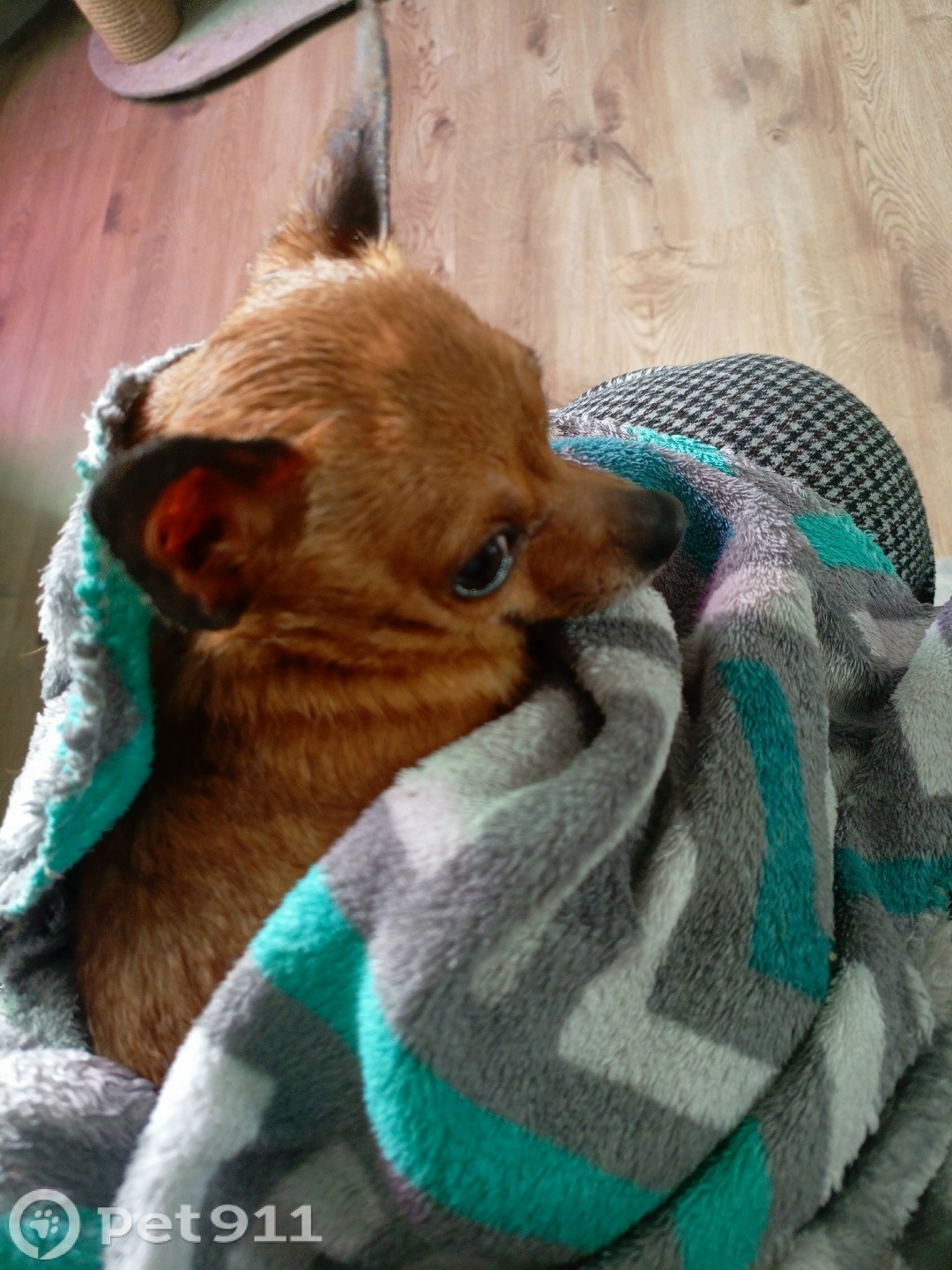 Найдена собака в Курске — фото объявления