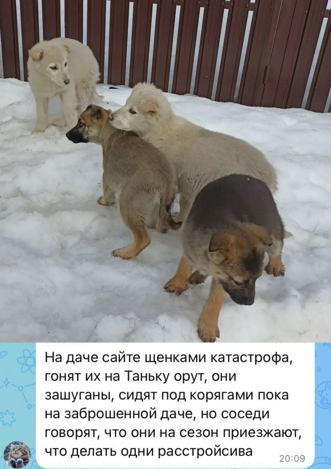 Пропала собака в Курске — фото объявления