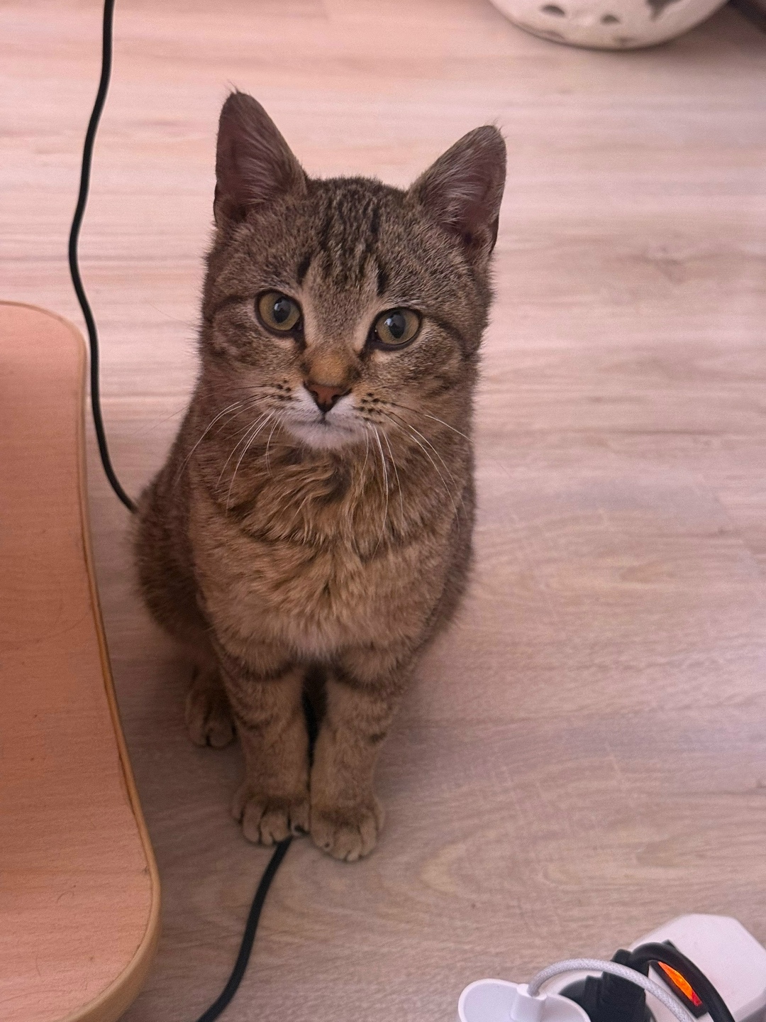 Найдена кошка в Курске — фото объявления