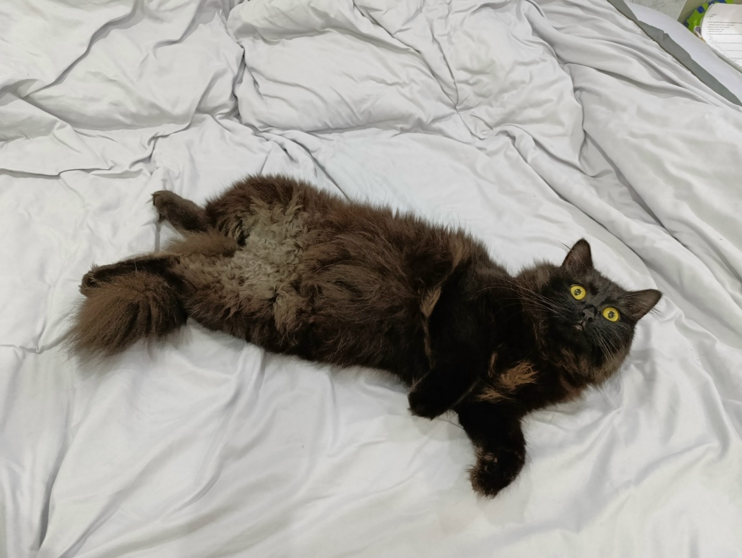 Пропала кошка в Курске — фото объявления