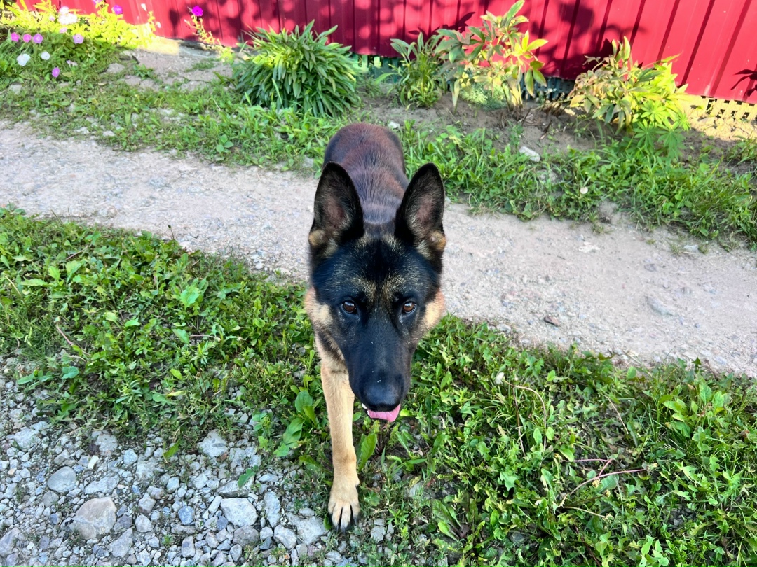 Найдена собака в Курске — фото объявления