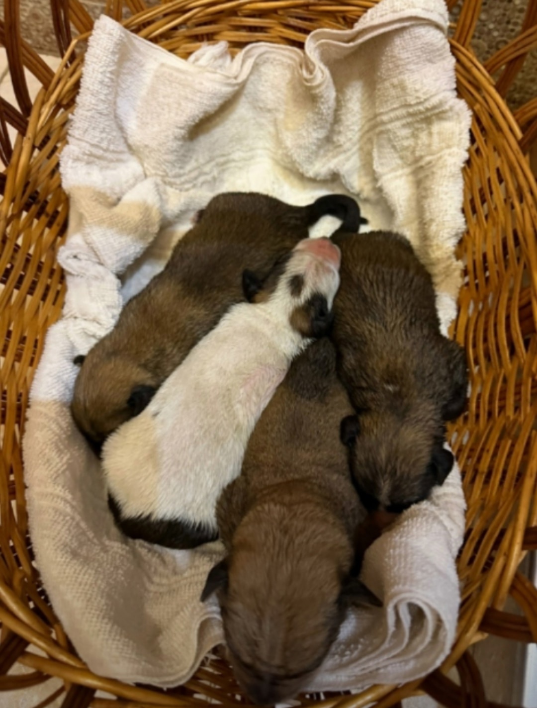 Найдена собака в Курске — фото объявления