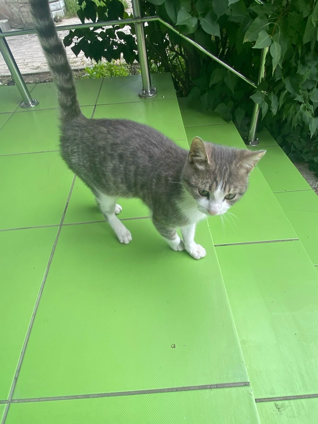 Найдена кошка в Курске — фото объявления