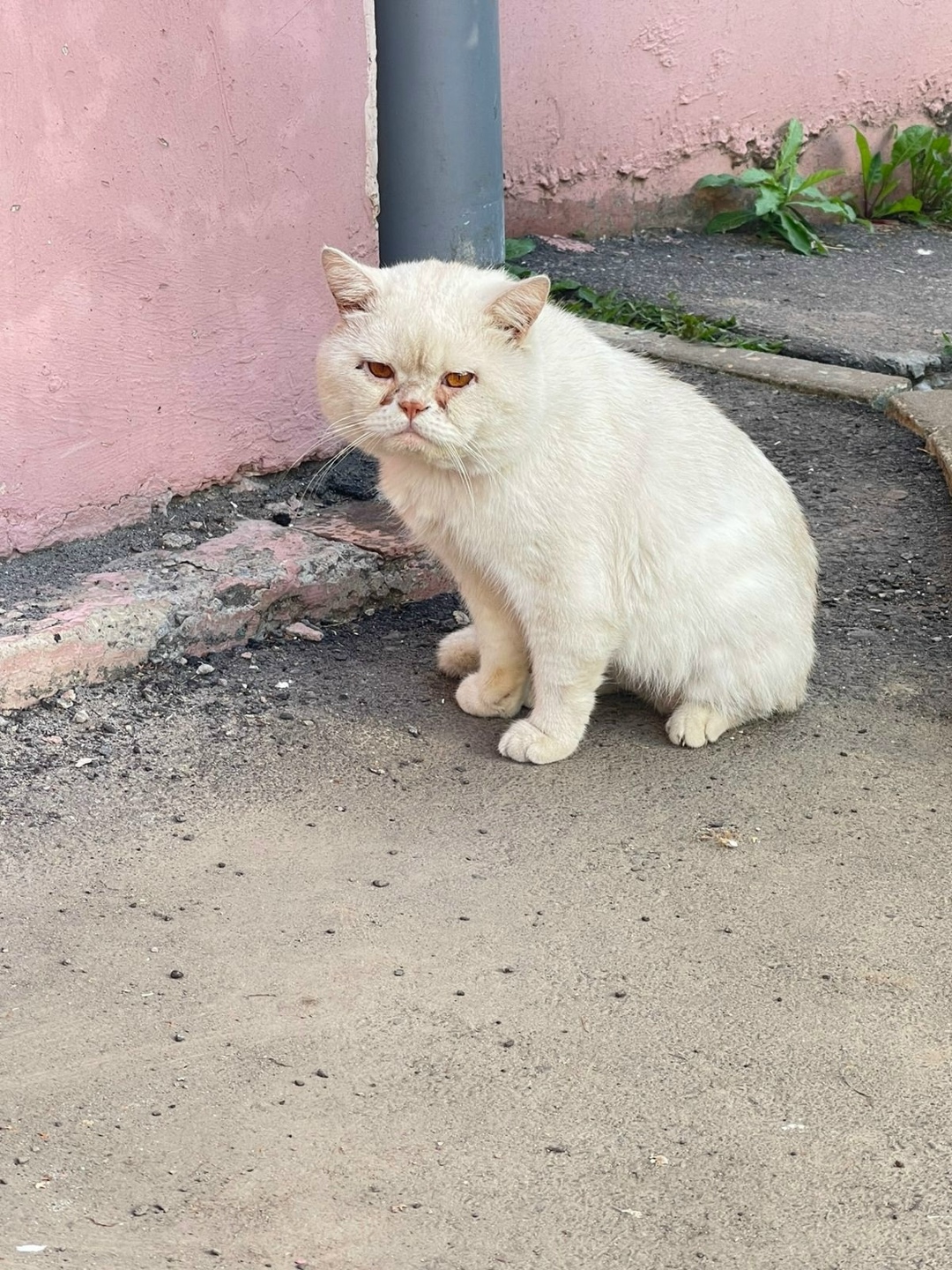 Найдена кошка в Курске — фото объявления