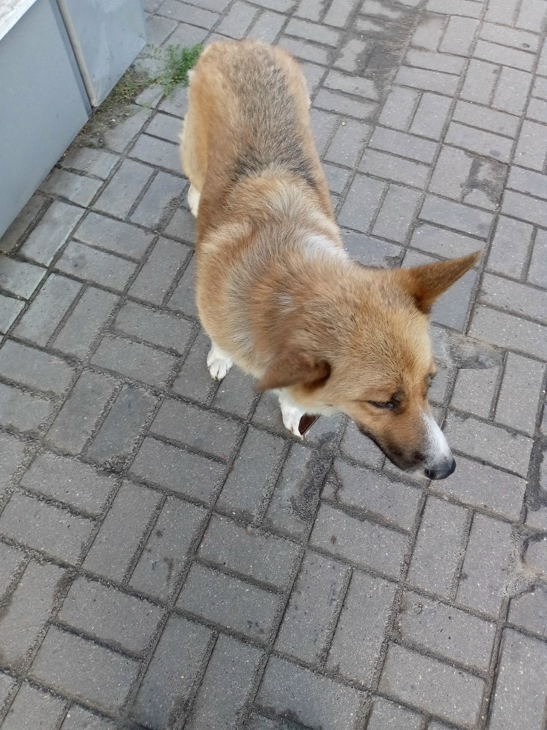 Найдена собака в Курске — фото объявления