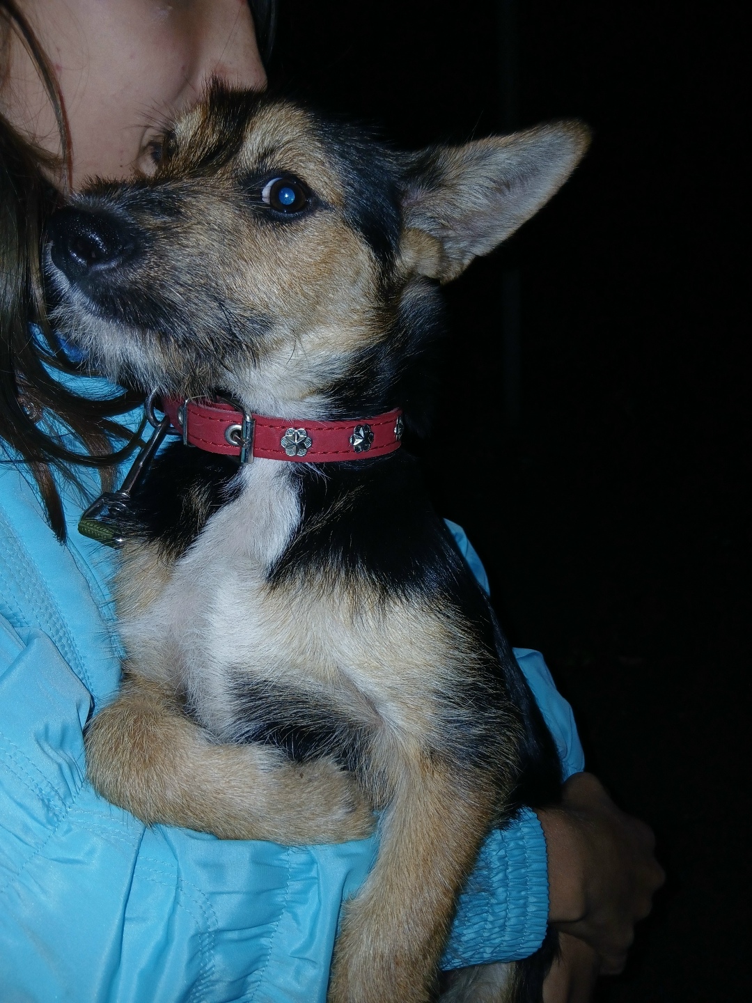 Найдена собака в Курске — фото объявления