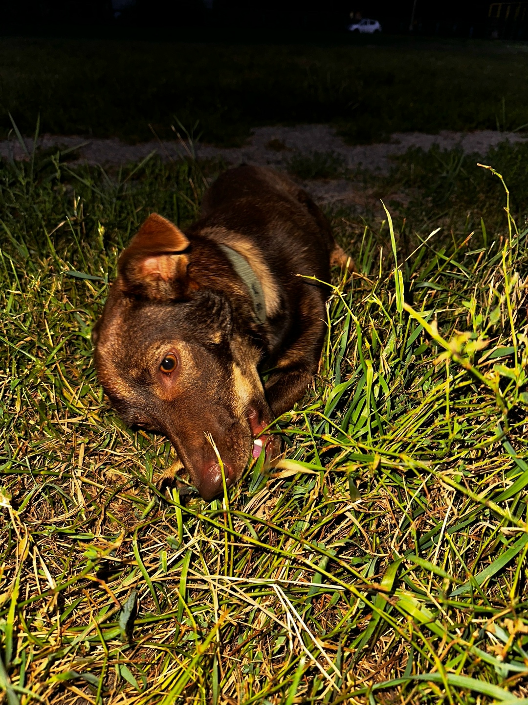 Найдена собака в Курске — фото объявления