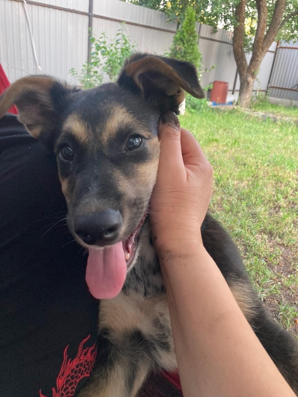 Пропала собака в Курске — фото объявления