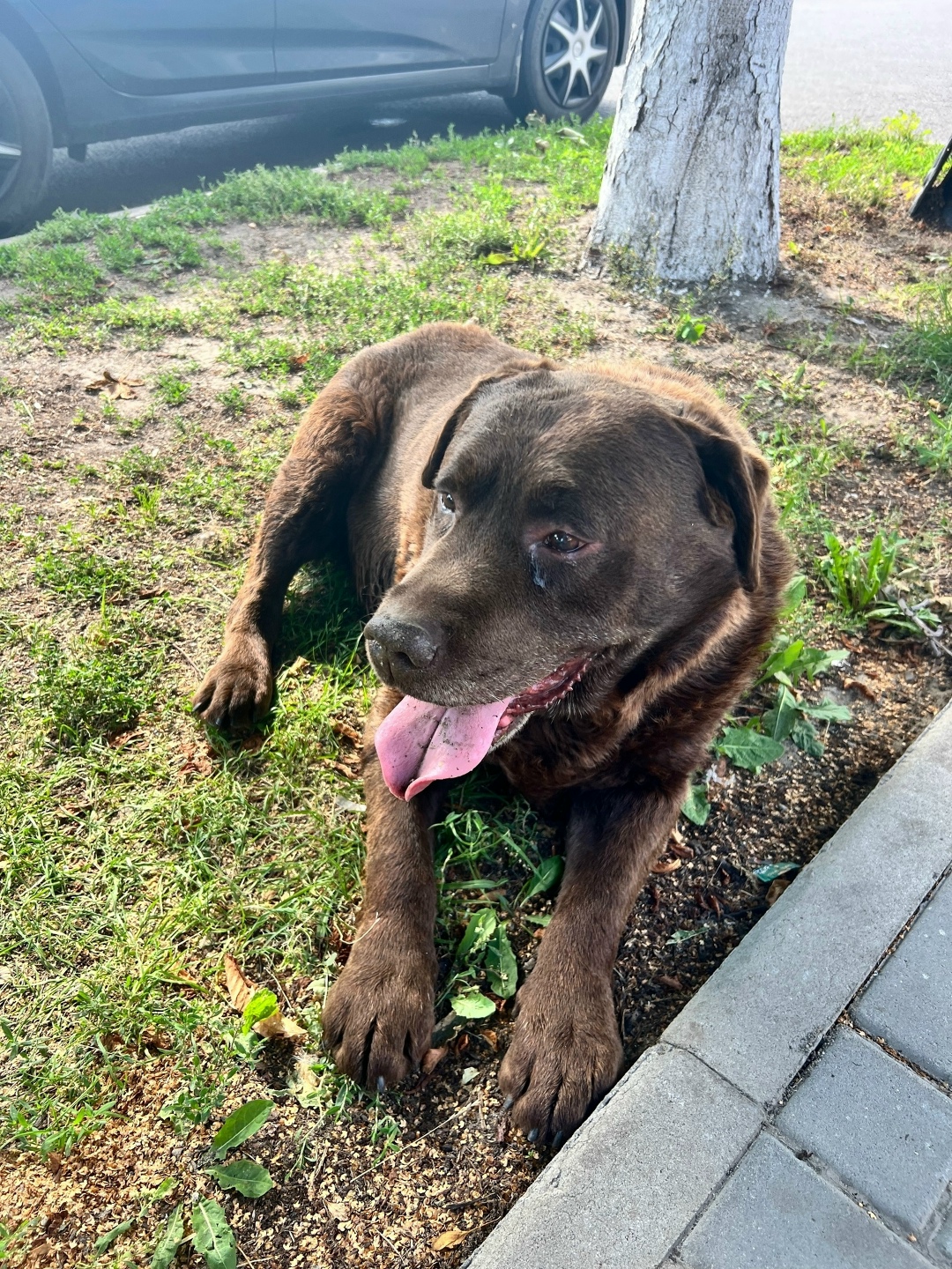 Найдена собака в Курске — фото объявления