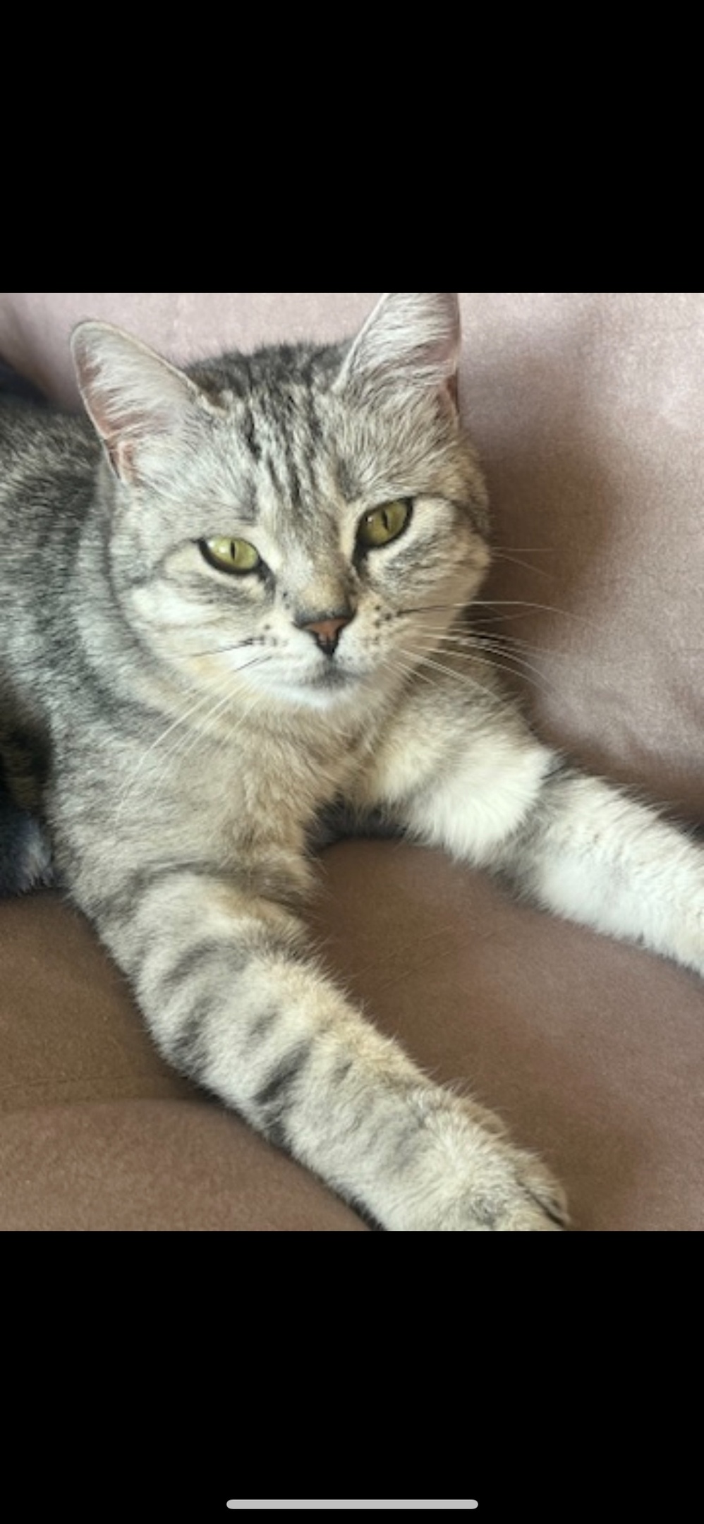 Найдена кошка в Курске — фото объявления