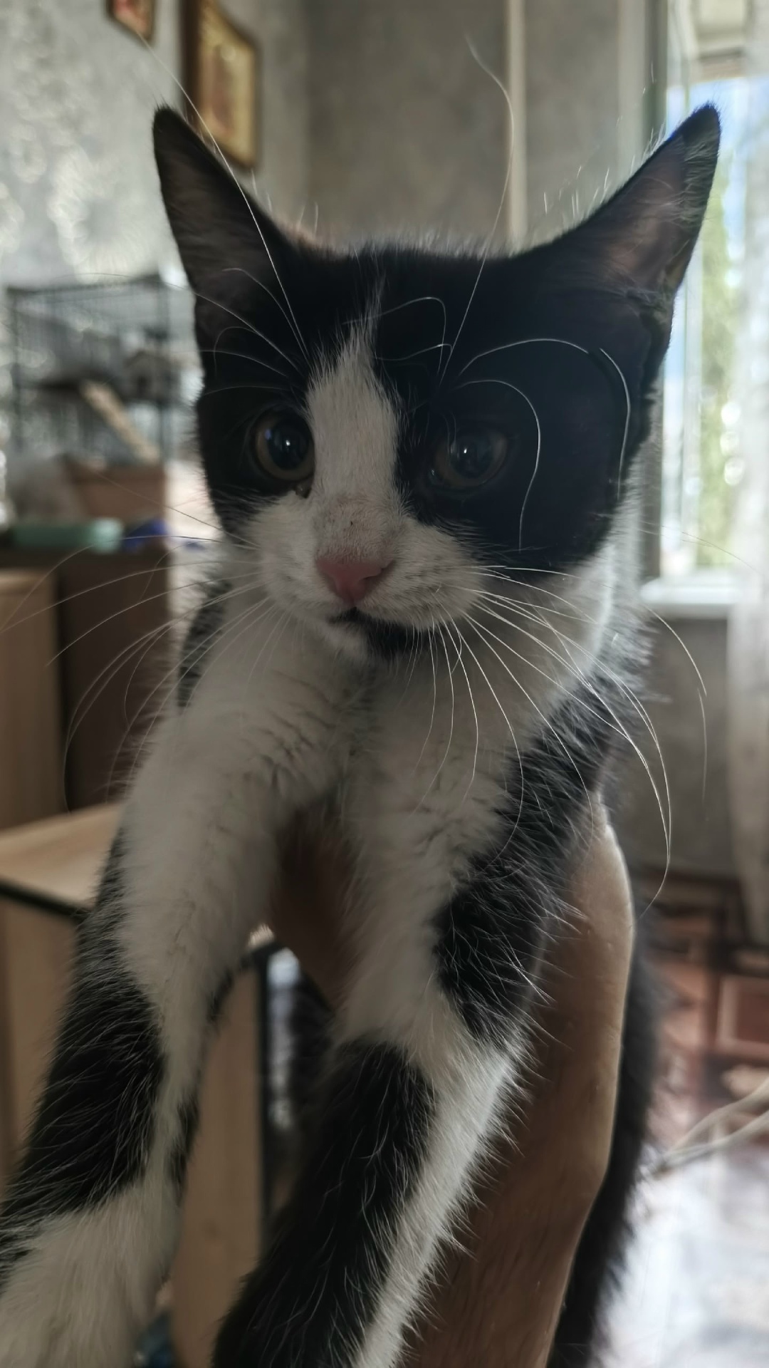 Пропала кошка в Курске — фото объявления