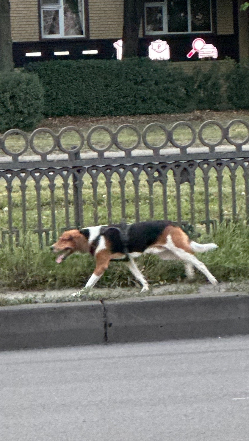 Найдена собака в Курске — фото объявления