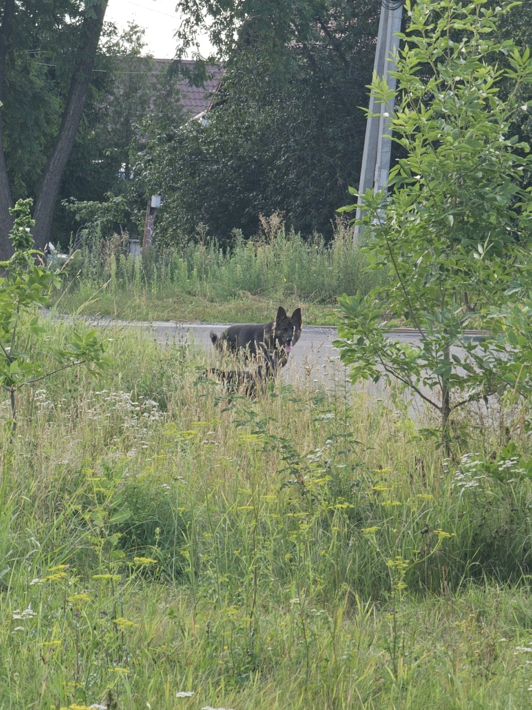 Найдена собака в Курске — фото объявления