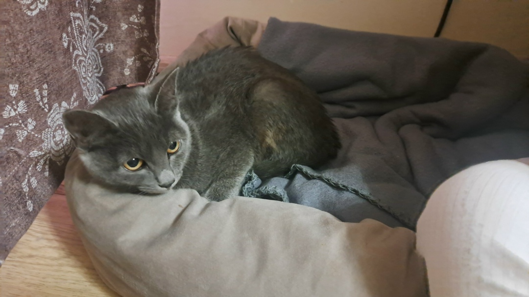 Найдена собака в Курске — фото объявления