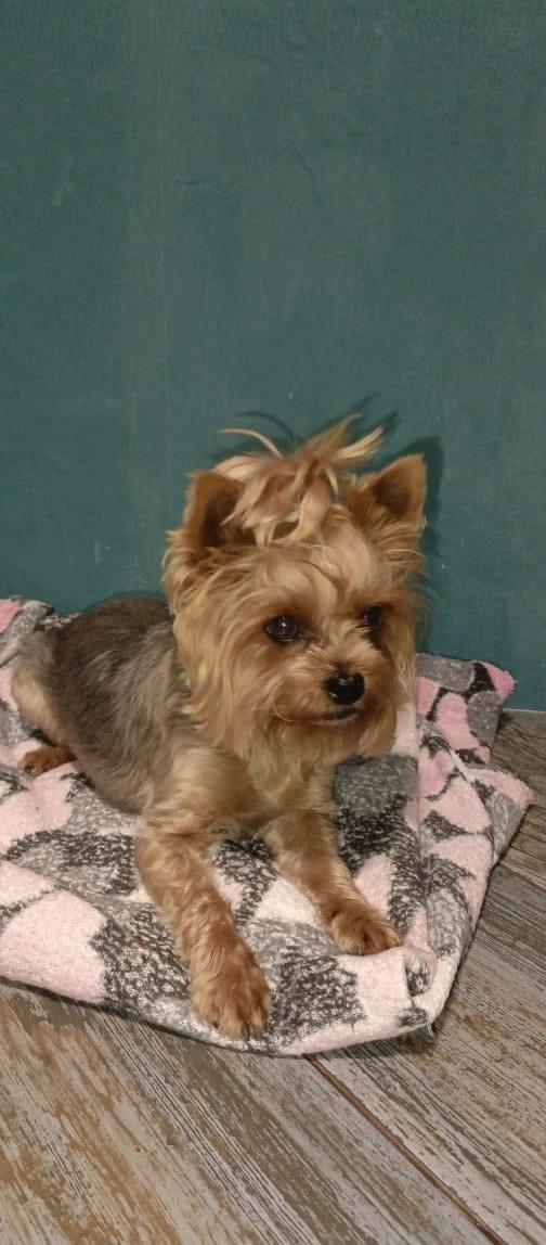 Найдена собака в Курске — фото объявления