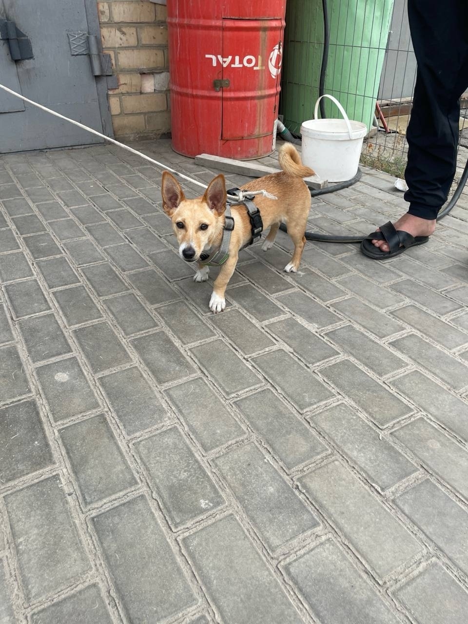 Найдена собака в Курске — фото объявления