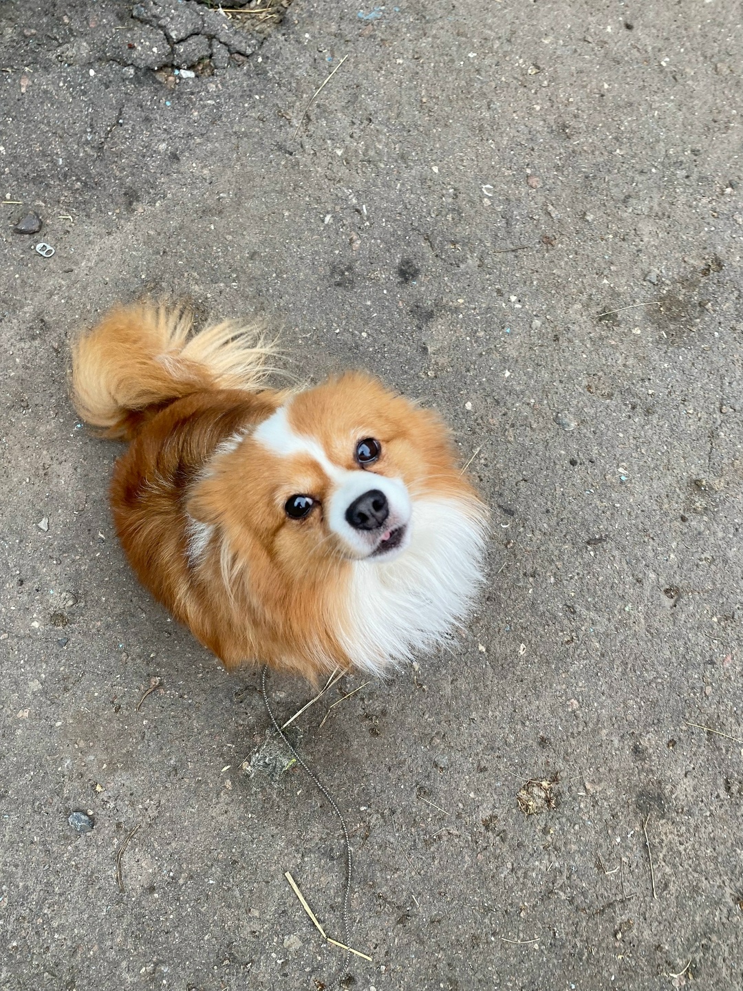 Пропала собака в Курске — фото объявления