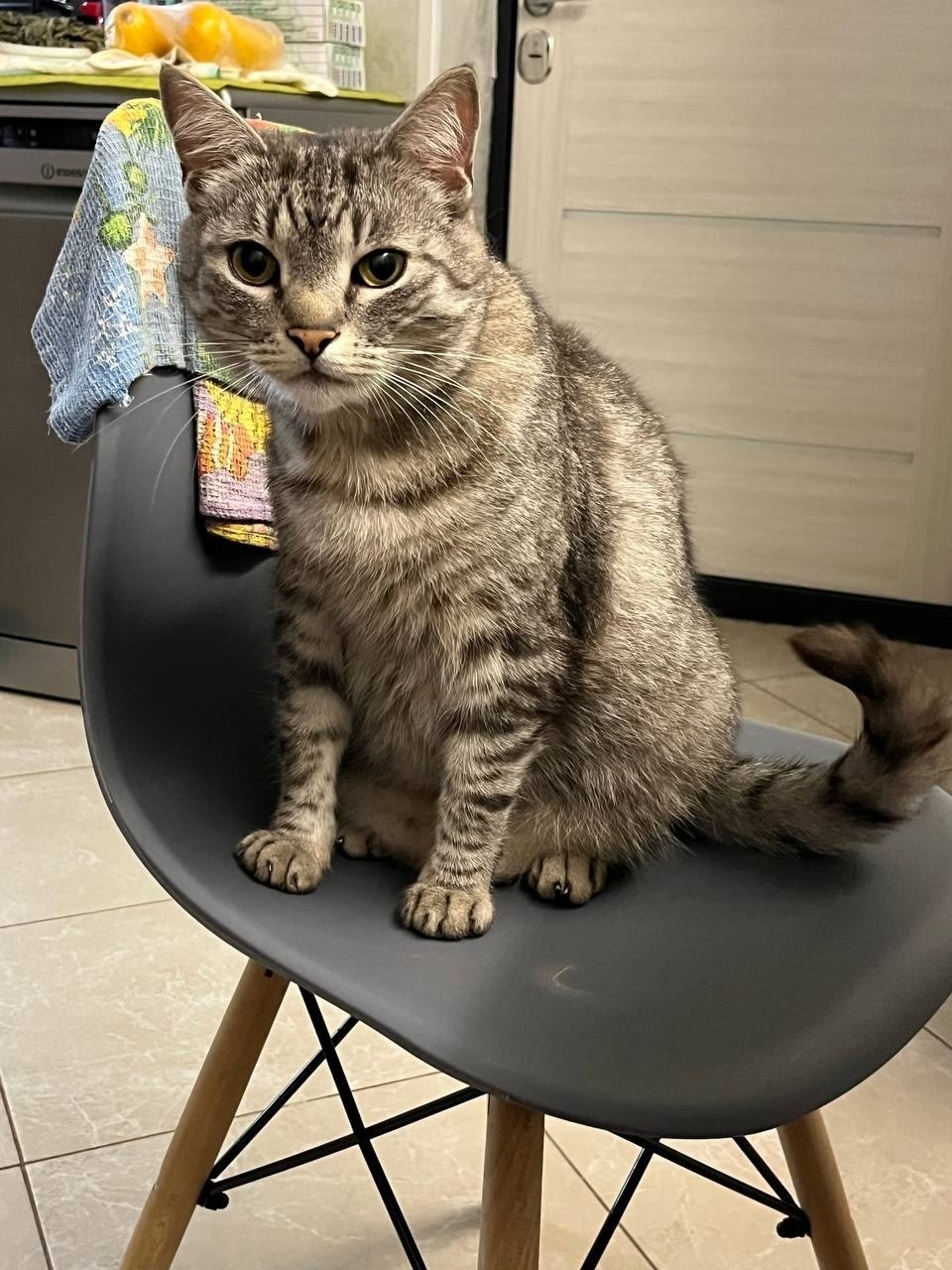 Пропала кошка в Курске — фото объявления