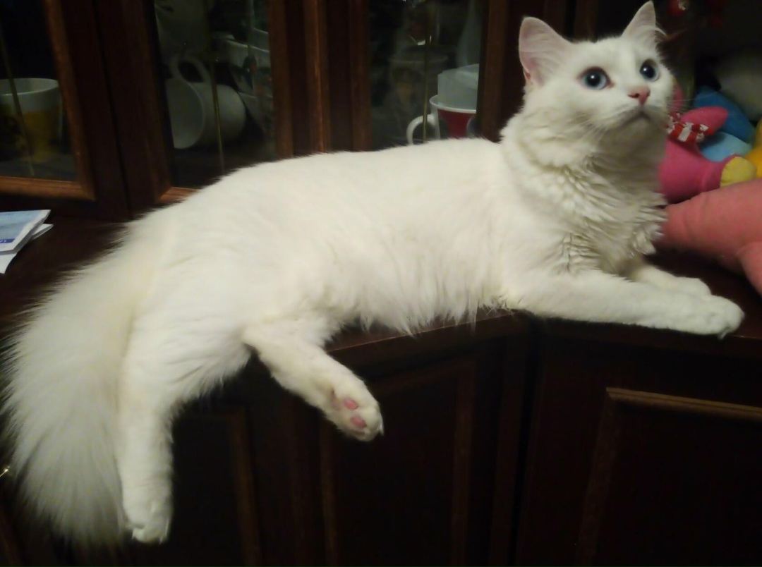 Пропала кошка в Курске — фото объявления