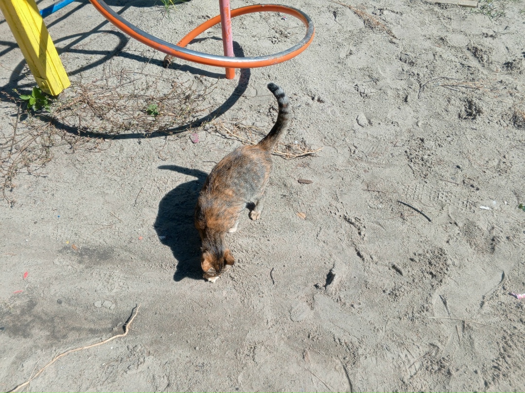 Найдена кошка в Курске — фото объявления