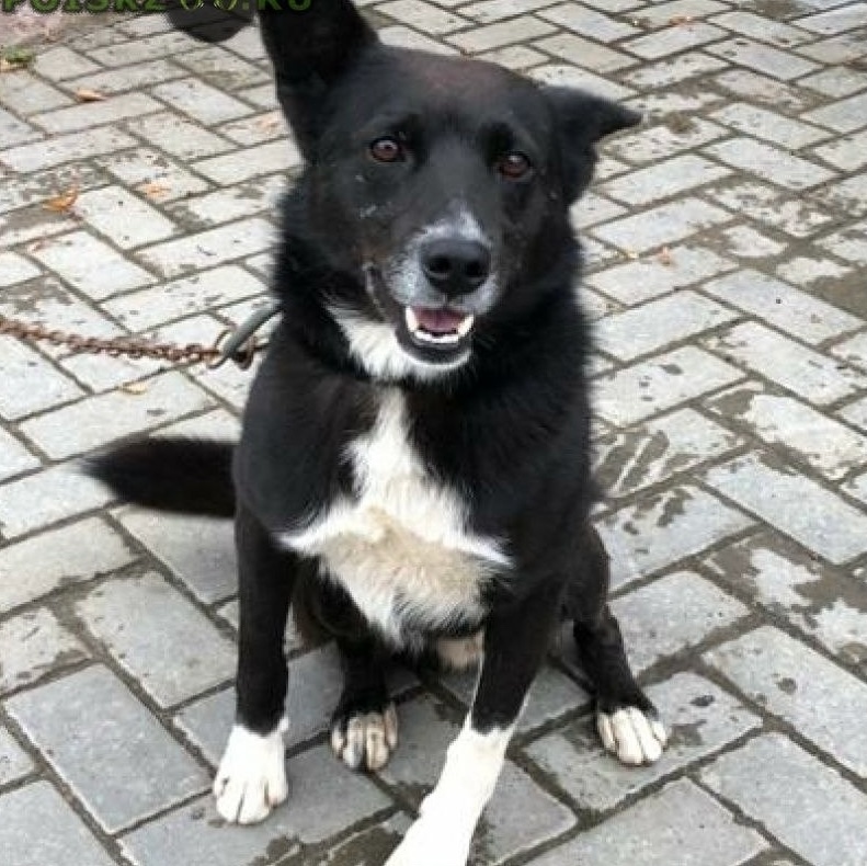 Пропала собака в Курске — фото объявления